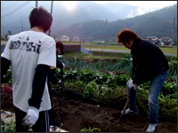 収穫風景：高村総料理長始めスタッフ